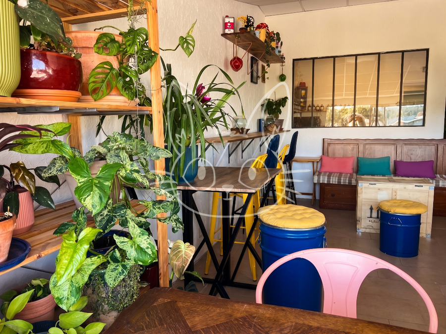 Plan de la boutique EL GATO